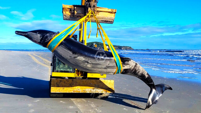 Rare Spade-Toothed Whale Washes Ashore In New Zealand: A Breakthrough ...